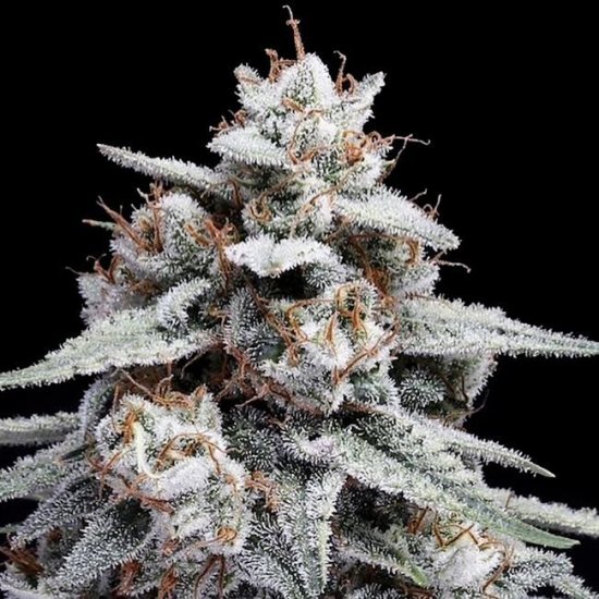 (Bild für) Skywalker Kush Auto Feminised Seeds