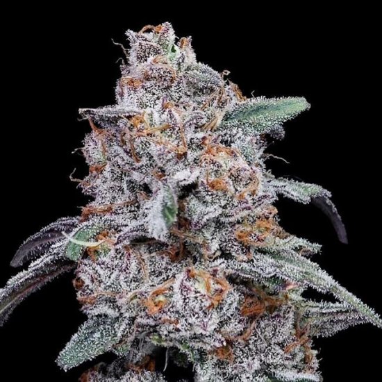 (Bild für) Purple People Eater Auto Feminised Seeds