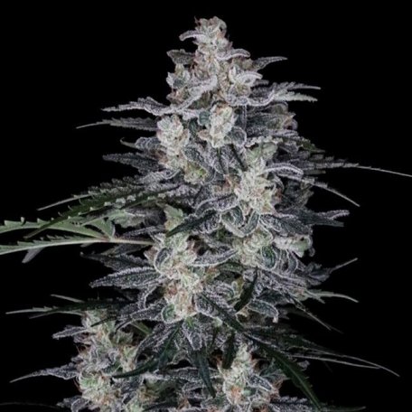 (Bild für) MacNana Auto Feminised Seeds