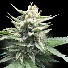 (Bild für) Honey Banana S1 Feminised Seeds