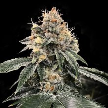 (Bild für) HG23 (Michael Jordan) Feminised Seeds