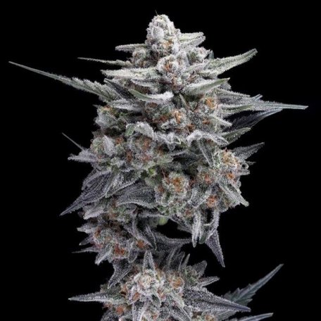 (Bild für) HG23 (Michael Jordan) Auto Feminised Seeds