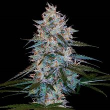 (Bild für) Chocolope Kush Regular Seeds