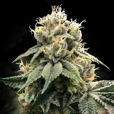 (Bild für) Chocolate Truffle Shuffle (C.T.S.) Feminised Seeds