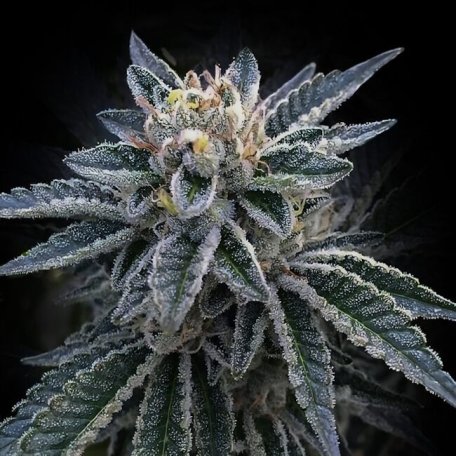 (Bild für) 3Peat Feminised Seeds