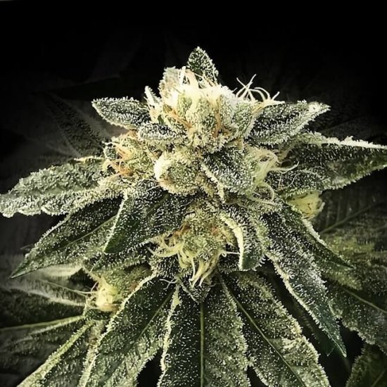 (Bild für) White Chocolope Feminised Seeds