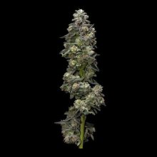 (Bild für) Bakers Delight Auto Feminised Seeds