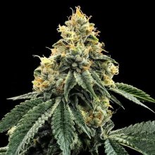 (Bild für) Kosher Dawg Feminised Seeds