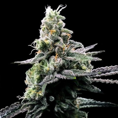 (Bild für) Purple Kosher Feminised Seeds