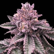 (Bild für) DNA Cake Feminised Seeds