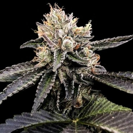 (Bild für) Cataract Cake Feminised Seeds