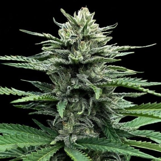 (Bild für) Strawberry Banana Auto Feminised Seeds