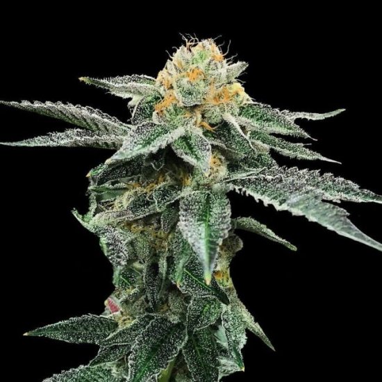 (Bild für) Kosher Cookies Feminised Seeds