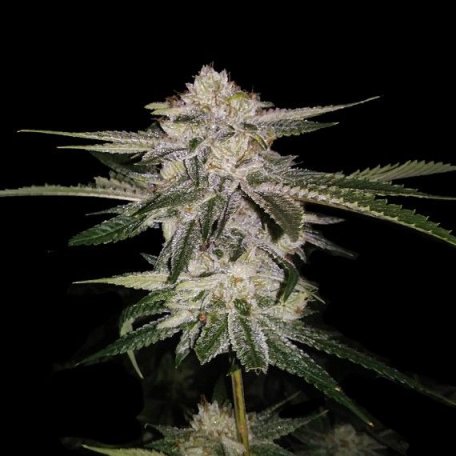 (Bild für) Miss DNA (formerly Miss USA) Feminised Seeds