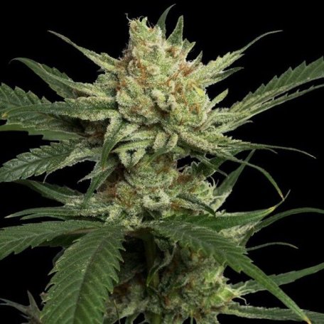 (Bild für) Strawberry Banana Feminised Seeds