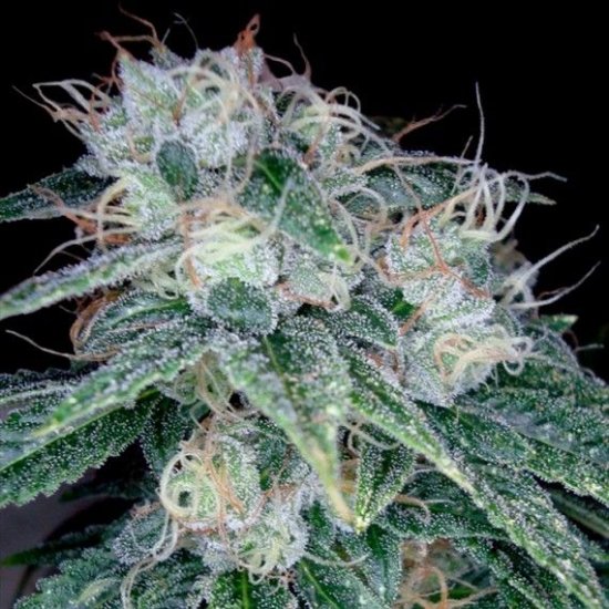 (Bild für) Sour Diesel Feminised Seeds