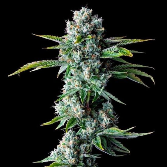 (Bild für) Skywalker Kush Feminised Seeds