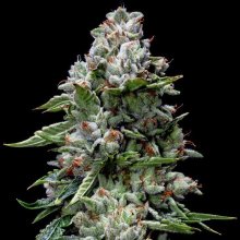 (Bild für) Kosher Kush Feminised Seeds