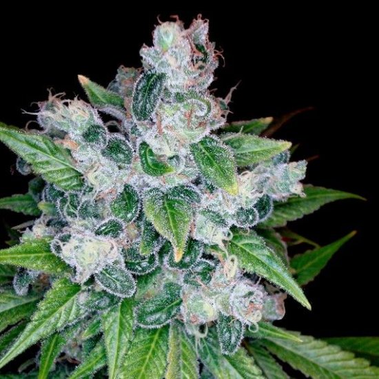 (Bild für) Kandy Kush Feminised Seeds