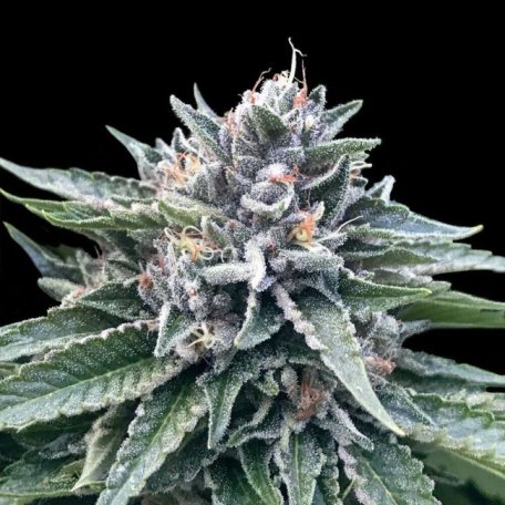 (Bild für) Sorbet #4 Feminised Seeds (Sorbet Collection)