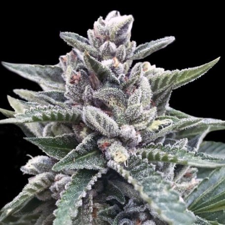 (Bild für) Kosher Sorbet Feminised Seeds (Sorbet Collection)