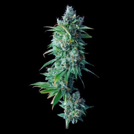 (Bild für) 24K Gold Feminised Seeds