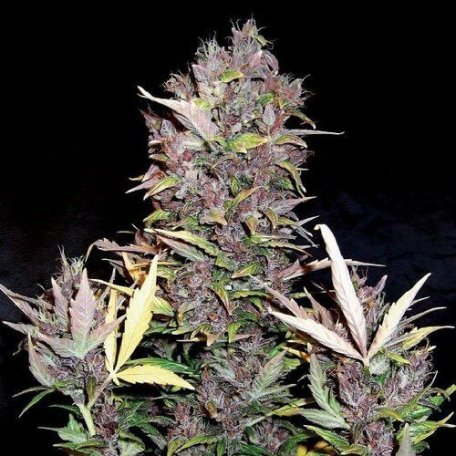 (Bild für) Purple Ryder Auto Feminised Seeds