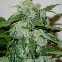 (Bild für) Chronic Ryder Auto Feminised Seeds