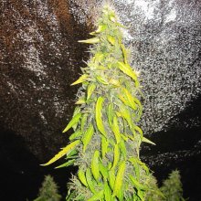 (Bild für) Rock Machine Auto Feminised Seeds