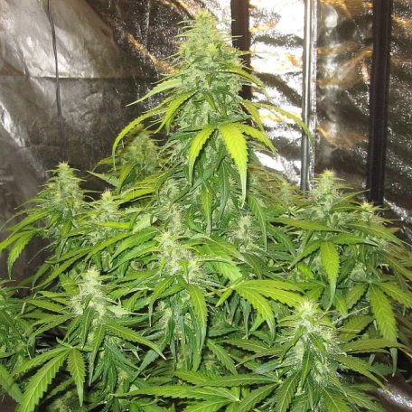 (Bild für) Devotchka Auto Feminised Seeds