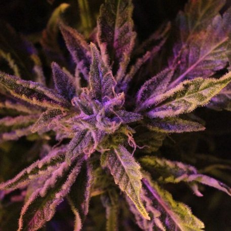 (Bild für) Doctor's Choice #1 Auto Feminised Seeds