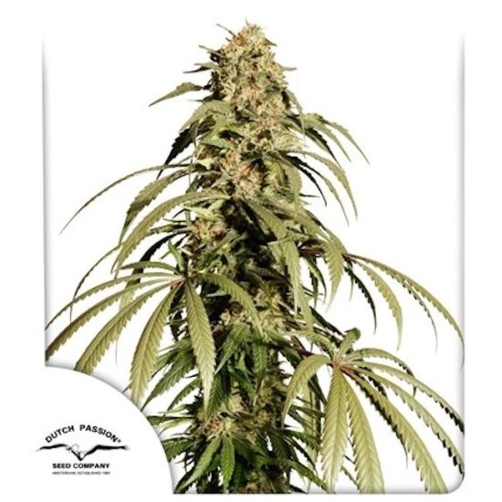 (Bild für) Ice Cream Haze Feminised Seeds