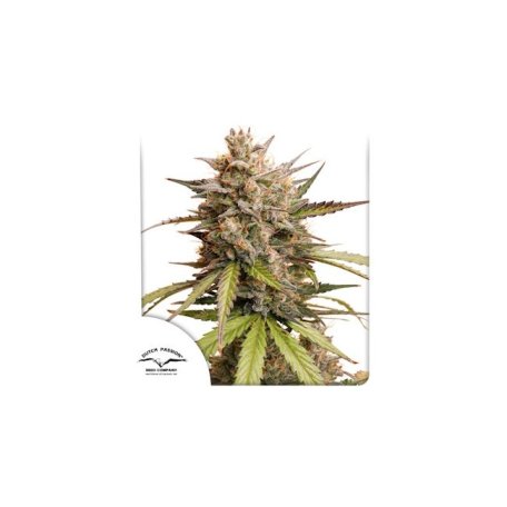 (Bild für) Melonade Runtz Auto Feminised Seeds