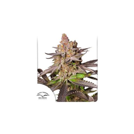 (Bild für) Melonade Runtz Feminised Seeds