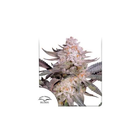 (Bild für) Orange Bud 2.0 Feminised Seeds