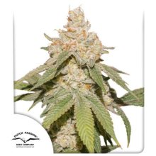 (Bild für) SFV OG Auto Feminised Seeds