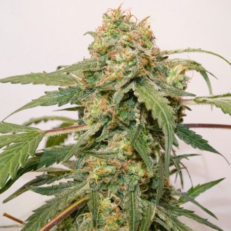 (Bild für) Kerosene Krash Auto Feminised Seeds