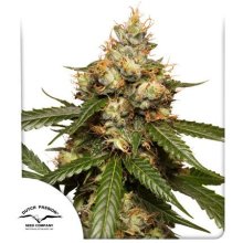 (Bild für) THC-Victory Auto Feminised Seeds