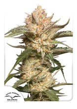 (Bild für) Trichome & Cream Auto Feminised Seeds