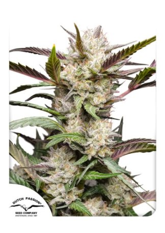 (Bild für) Mimosa Punch Auto Feminised Seeds