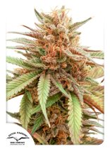 (Bild für) Durban Dew Feminised Seeds