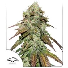 (Bild für) Mazar CBD Feminised Seeds