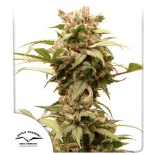 (Bild für) CBG-Force Auto Feminised Seeds