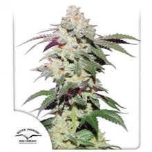 (Bild für) Skywalker Haze Feminised Seeds