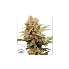 (Bild für) CBG-Force Feminised Seeds