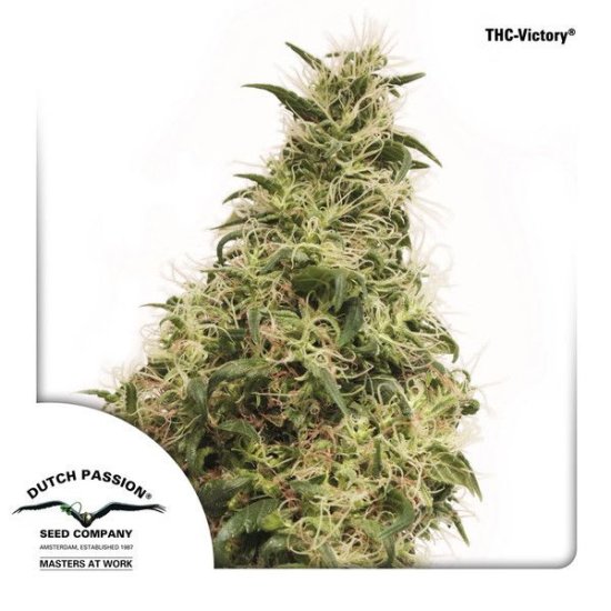 (Bild für) THC-Victory Feminised Seeds