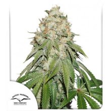 (Bild für) Banana Blaze Feminised Seeds