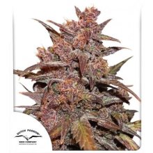 (Bild für) Blackberry Kush CBD Auto Feminised Seeds