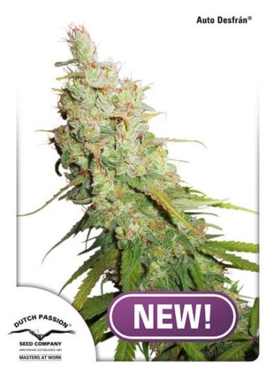 (Bild für) Desfran Auto Feminised Seeds