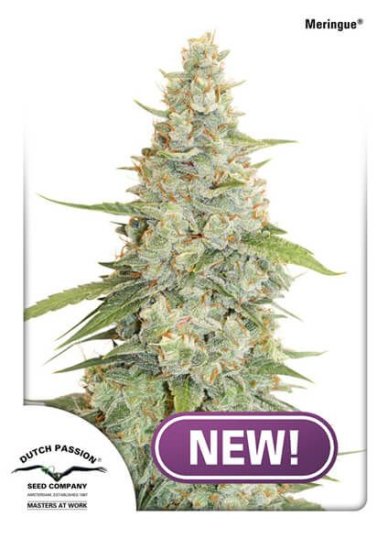 (Bild für) Meringue Feminised Seeds